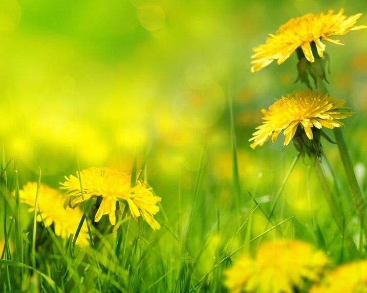 dandelion flowers for the treatment of arthrosis of the knee joint